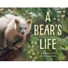 A Bear's Life (Paperback)